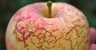 作物缺鈣不要慌，黄瓜视频下载安装生物來幫忙